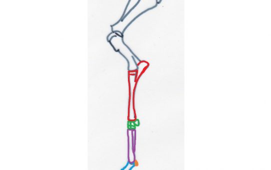 Anatomy of the foreleg part 1: the bones and joints