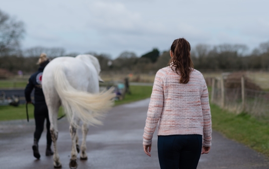 Why Your Horse Needs to Move After a Bodywork Session