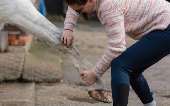 Common dysfunction of the foreleg